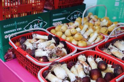 赏海棠、健步走、品美食…大足举办首届海棠旅游节